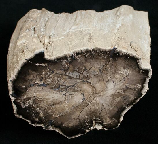 Large Polished Petrified Wood Limb - McDermitt, OR #6305